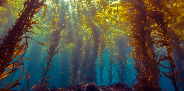 kelp-forest-ecosystems_hero_large_2x-610x304