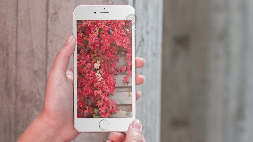 iOS-10-home-app-wallpaper-splash-kiwimanjaro