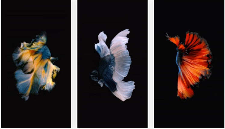 خلفيات الأسماك الحيّة على iPhone